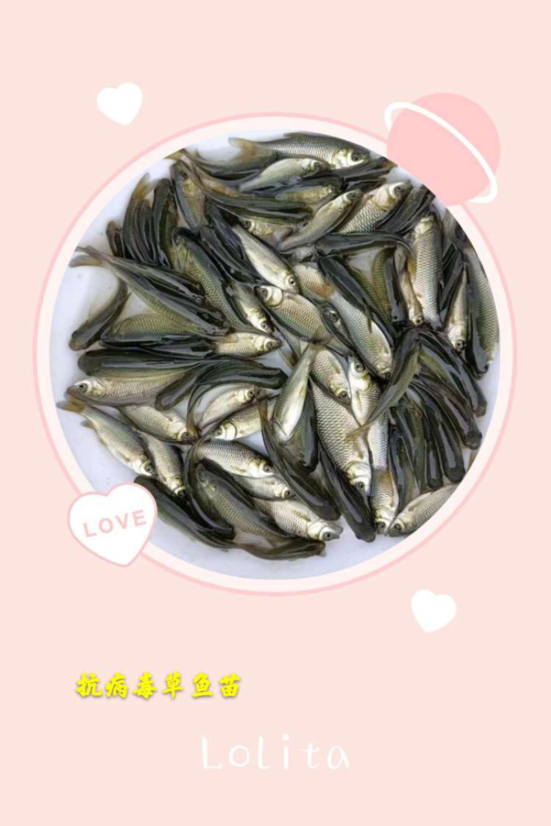 【草鱼苗】淡水长江草鱼苗、优质鱼苗、易养快大、