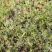 精品半枝莲大量上市，基地直发直销，欢迎各位老板致电！