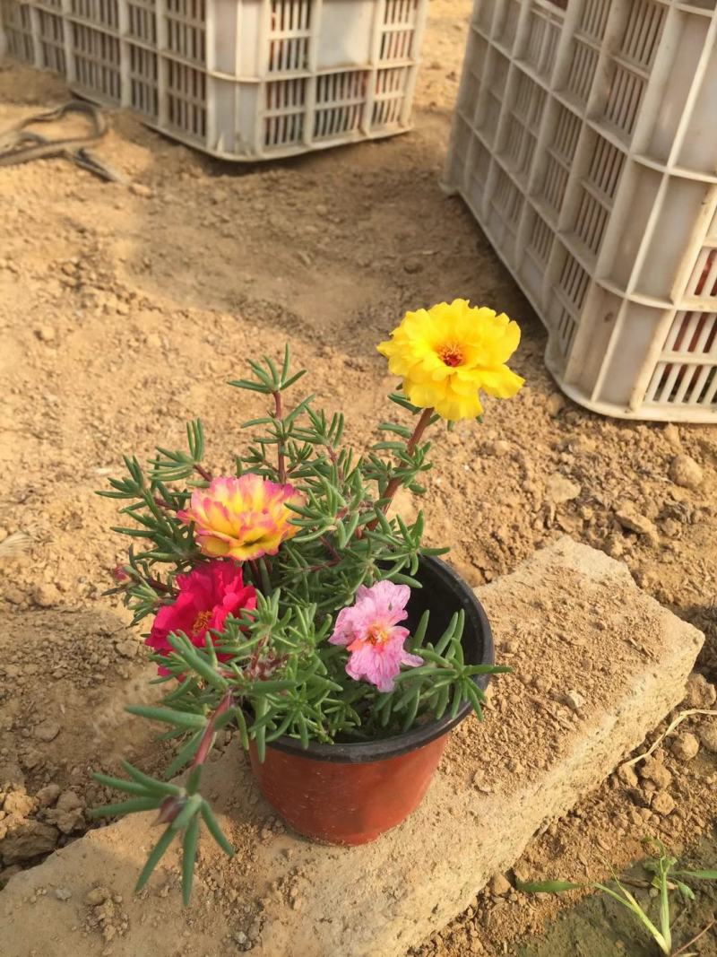 精品半枝莲大量上市，基地直发直销，欢迎各位老板致电！