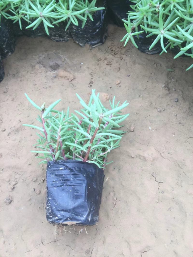 精品半枝莲大量上市，基地直发直销，欢迎各位老板致电！