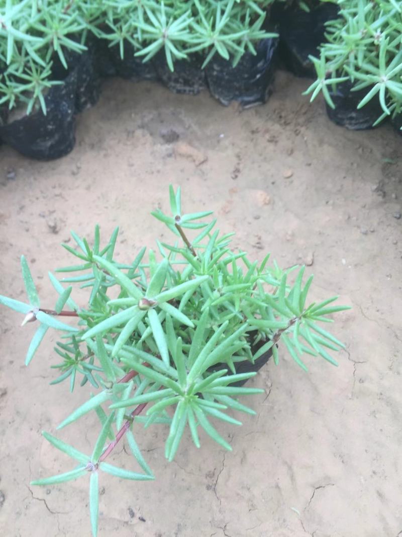 精品半枝莲大量上市，基地直发直销，欢迎各位老板致电！