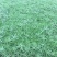 精品半枝莲大量上市，基地直发直销，欢迎各位老板致电！