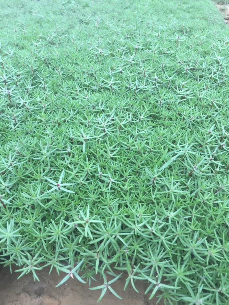 精品半枝莲大量上市，基地直发直销，欢迎各位老板致电！