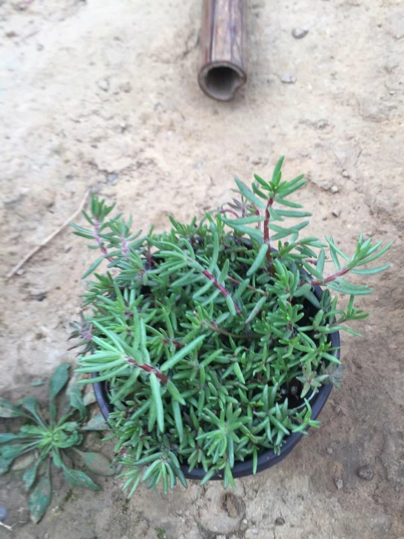 精品半枝莲大量上市，基地直发直销，欢迎各位老板致电！