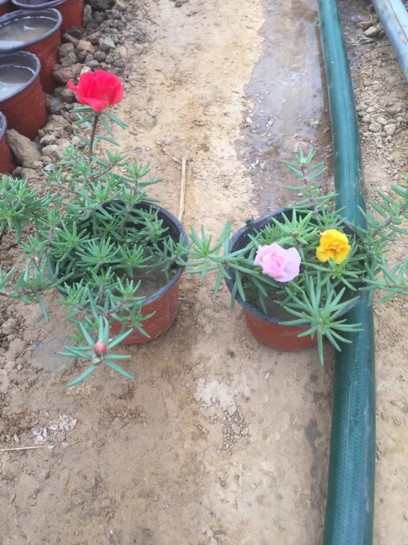 精品半枝莲大量上市，基地直发直销，欢迎各位老板致电！