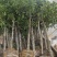 山竹苗黄金岭南山竹树苗高产量风景树树形美观