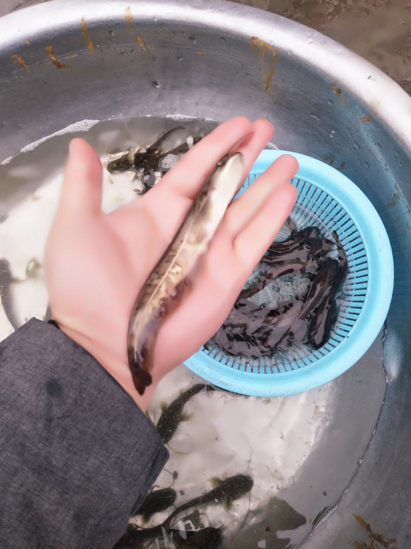 沟鲶鱼苗土鲶鱼苗…实力商家全国发货包成活包技术