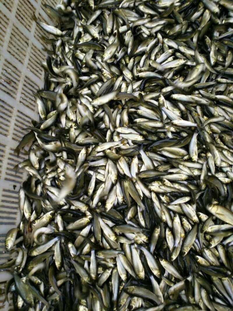 【草鱼苗】淡水长江草鱼苗、优质鱼苗、易养快大、