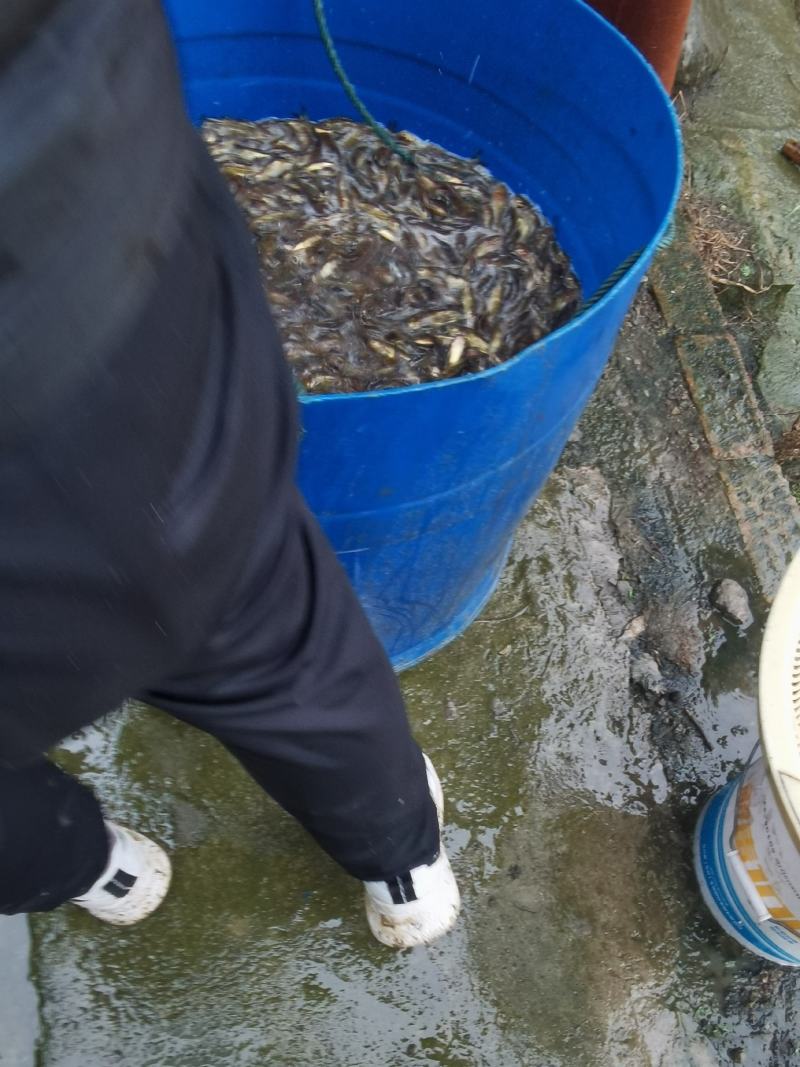 沟鲶鱼苗土鲶鱼苗…实力商家全国发货包成活包技术