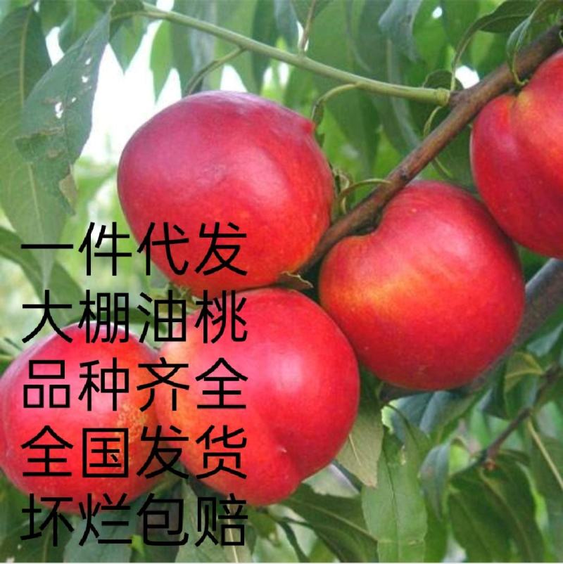 露天油桃精品油桃大量供应商超社区团购电商