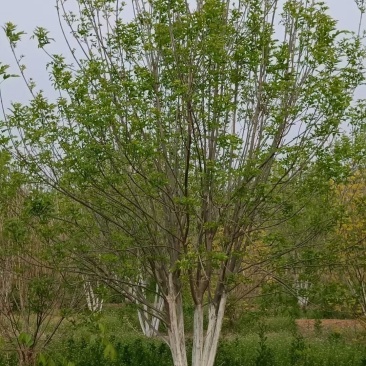 丛生白蜡4米5米6米7米8米苗圃现货有质有量