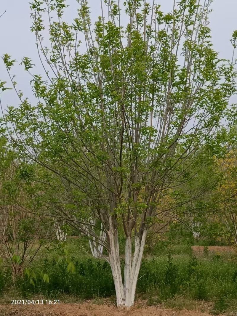 丛生白蜡4米5米6米7米8米苗圃现货有质有量