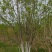 丛生白蜡4米5米6米7米8米苗圃现货有质有量