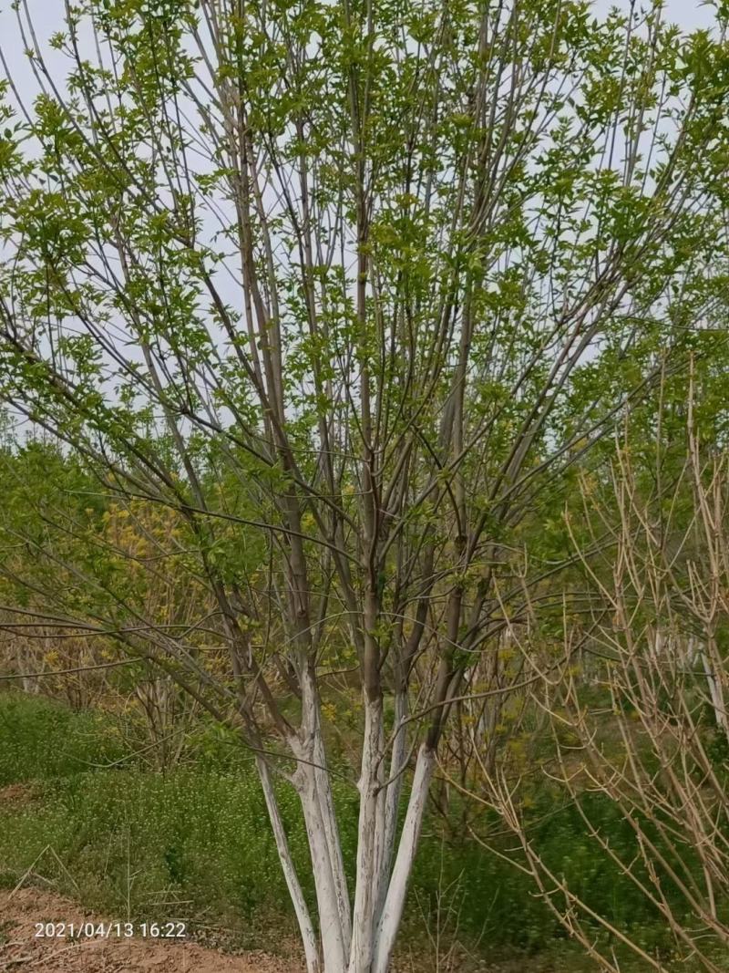 丛生白蜡4米5米6米7米8米苗圃现货有质有量