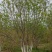丛生白蜡4米5米6米7米8米苗圃现货有质有量