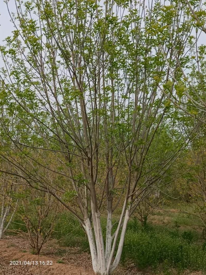 丛生白蜡4米5米6米7米8米苗圃现货有质有量