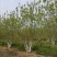 丛生白蜡4米5米6米7米8米苗圃现货有质有量