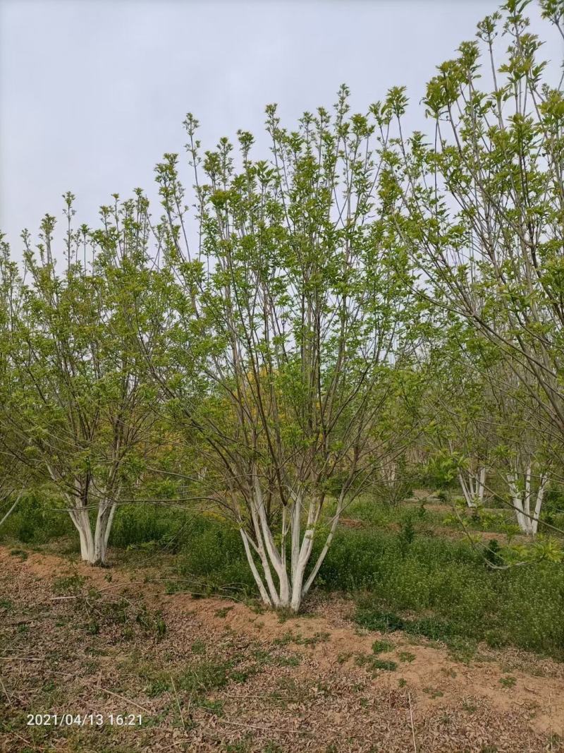 丛生白蜡4米5米6米7米8米苗圃现货有质有量