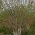 丛生白蜡4米5米6米7米8米苗圃现货有质有量