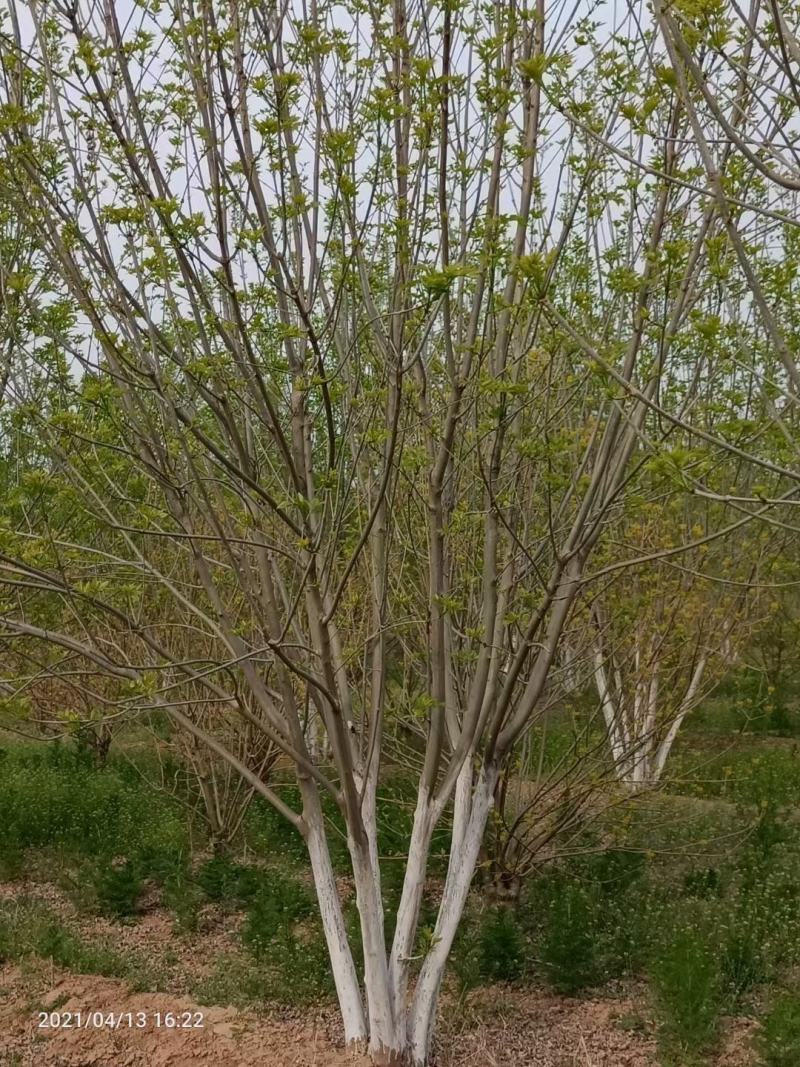 丛生白蜡4米5米6米7米8米苗圃现货有质有量