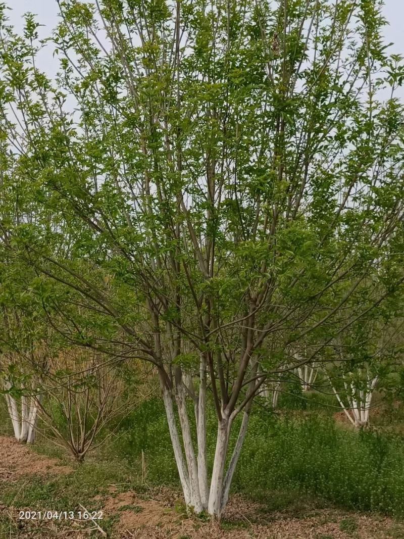 丛生白蜡4米5米6米7米8米苗圃现货有质有量