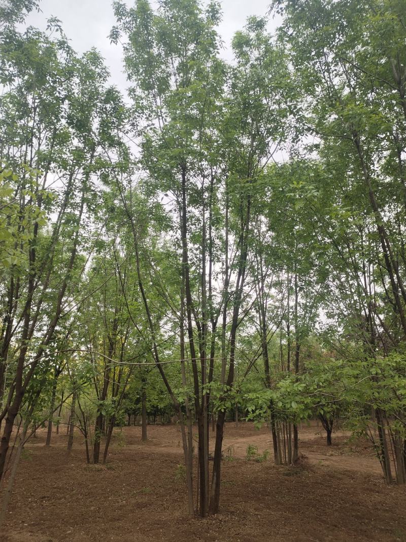 丛生白蜡4米5米6米7米8米苗圃现货有质有量