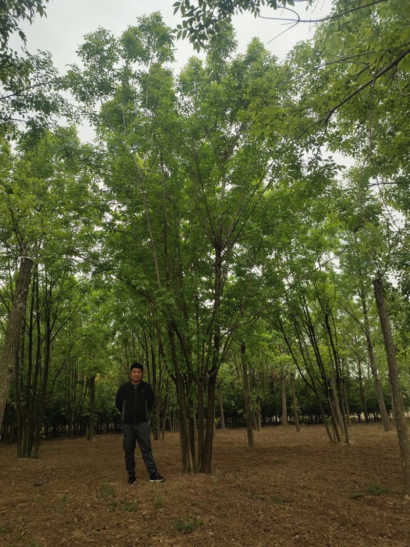 丛生白蜡4米5米6米7米8米苗圃现货有质有量
