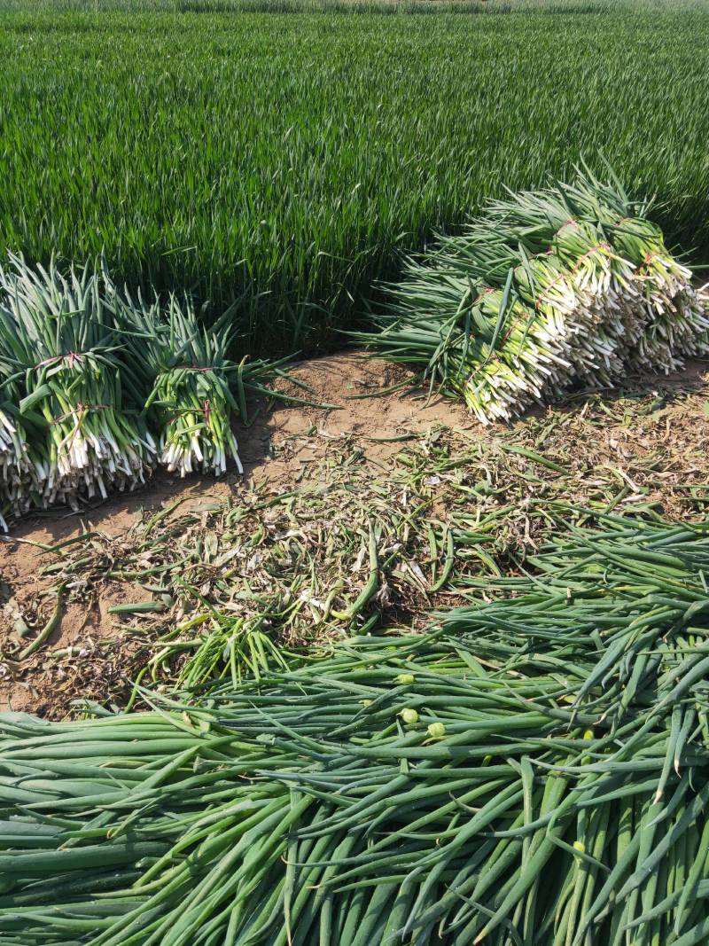 亅山东分葱脱水分葱朵葱基地种植，货源充足基地发货一手货源