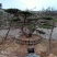 泰山松，造型松，造型油松，造型黑松，迎客松。