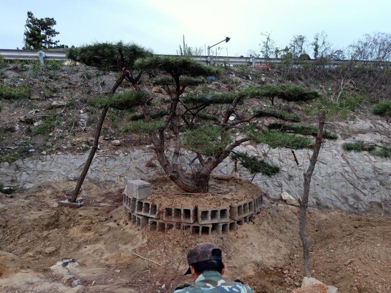 泰山松，造型松，造型油松，造型黑松，迎客松。