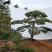 泰山松，造型松，造型油松，造型黑松，迎客松。