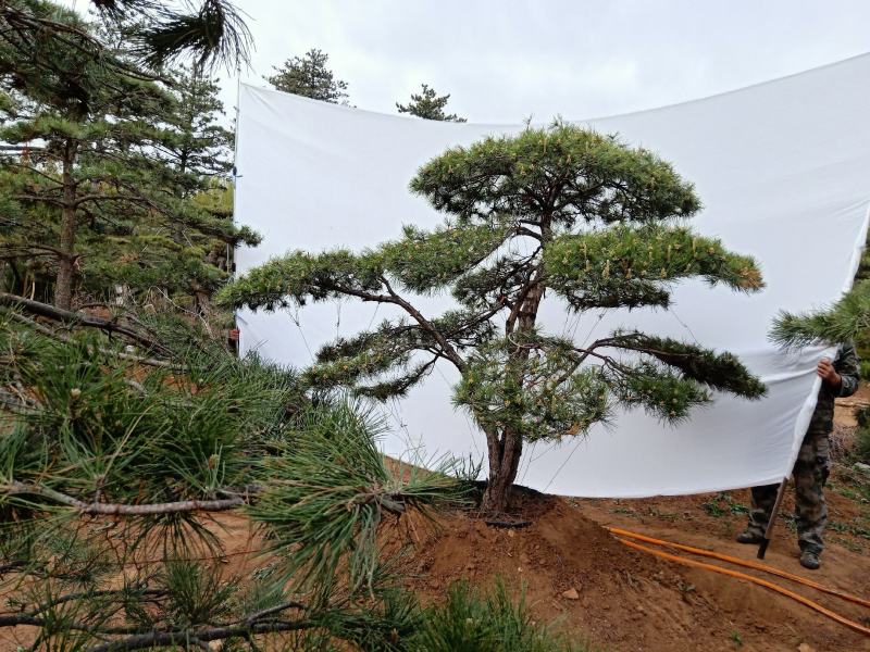泰山松，造型松，造型油松，造型黑松，迎客松。