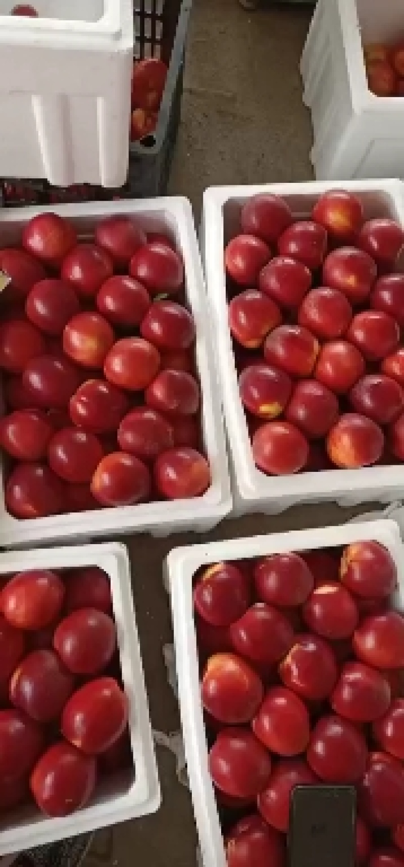 露天油桃精品油桃大量供应商超社区团购电商