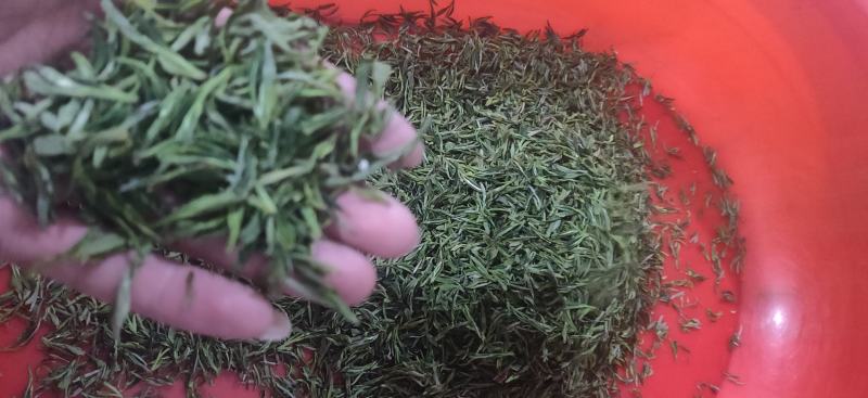 山区优质舒城小兰花茶叶