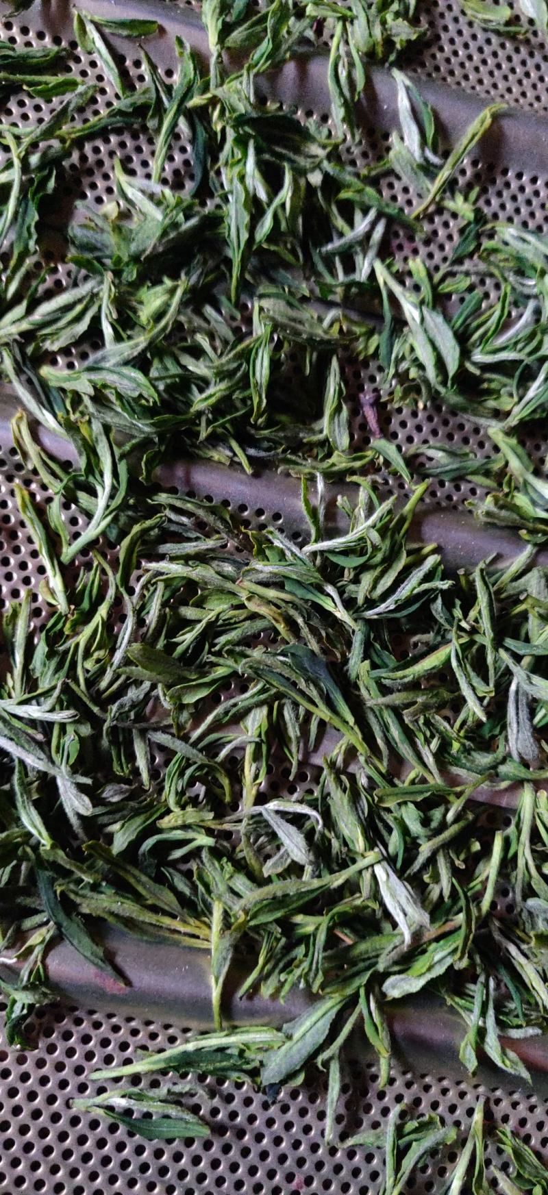 山区优质舒城小兰花茶叶