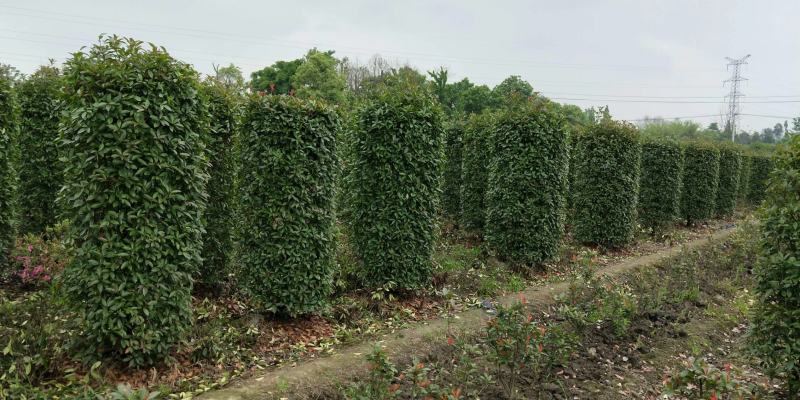 四川成都温江出售大量精品红叶石楠柱红叶石楠绿篱柱