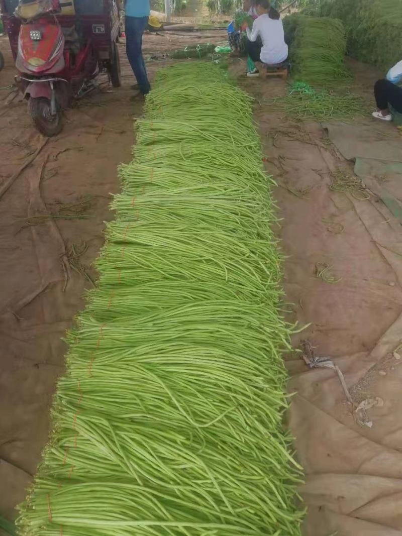 长豆角，长度60-70公分，颜色好，不鼓子，一条龙服务