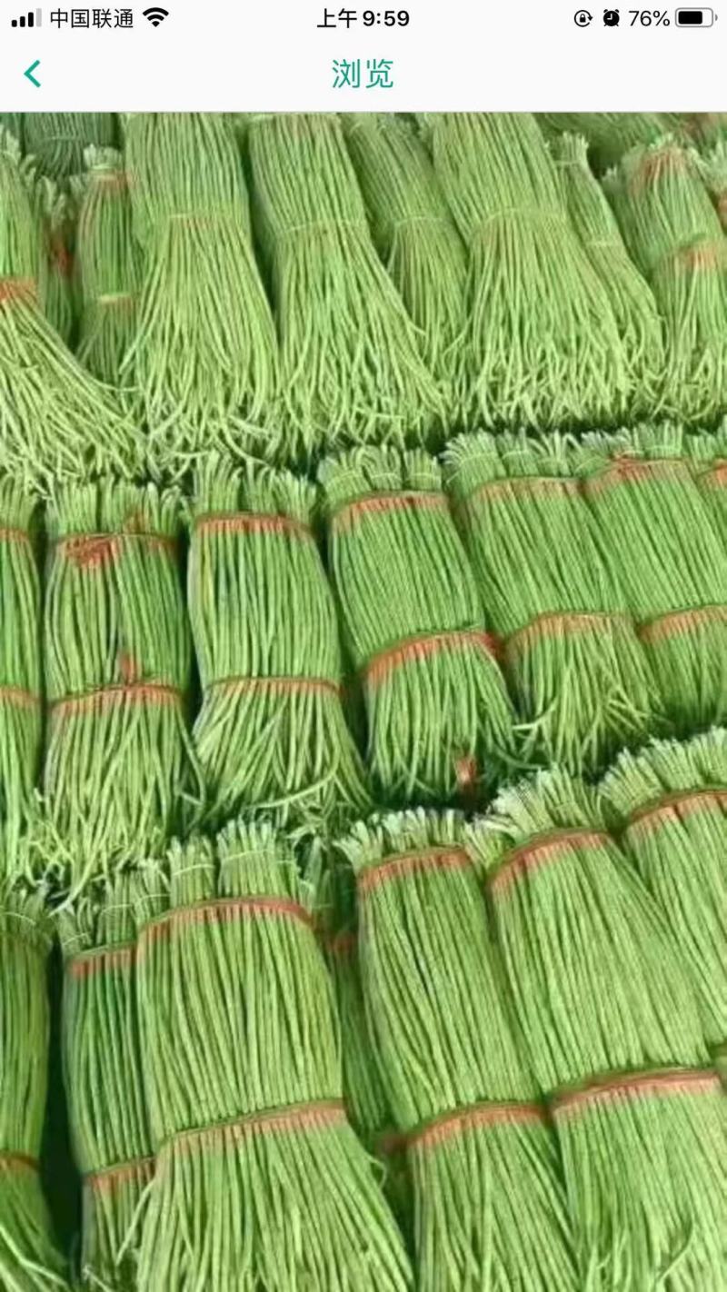 长豆角，长度60-70公分，颜色好，不鼓子，一条龙服务