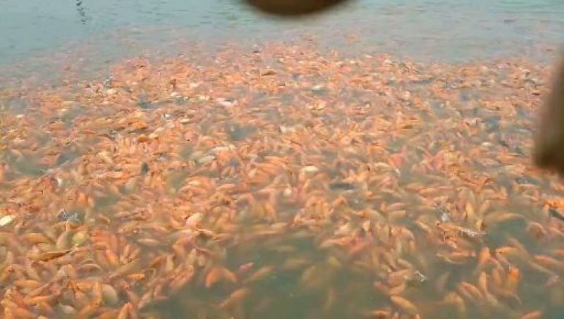 大红鲤鱼，8两起步。江浙沪8块送到