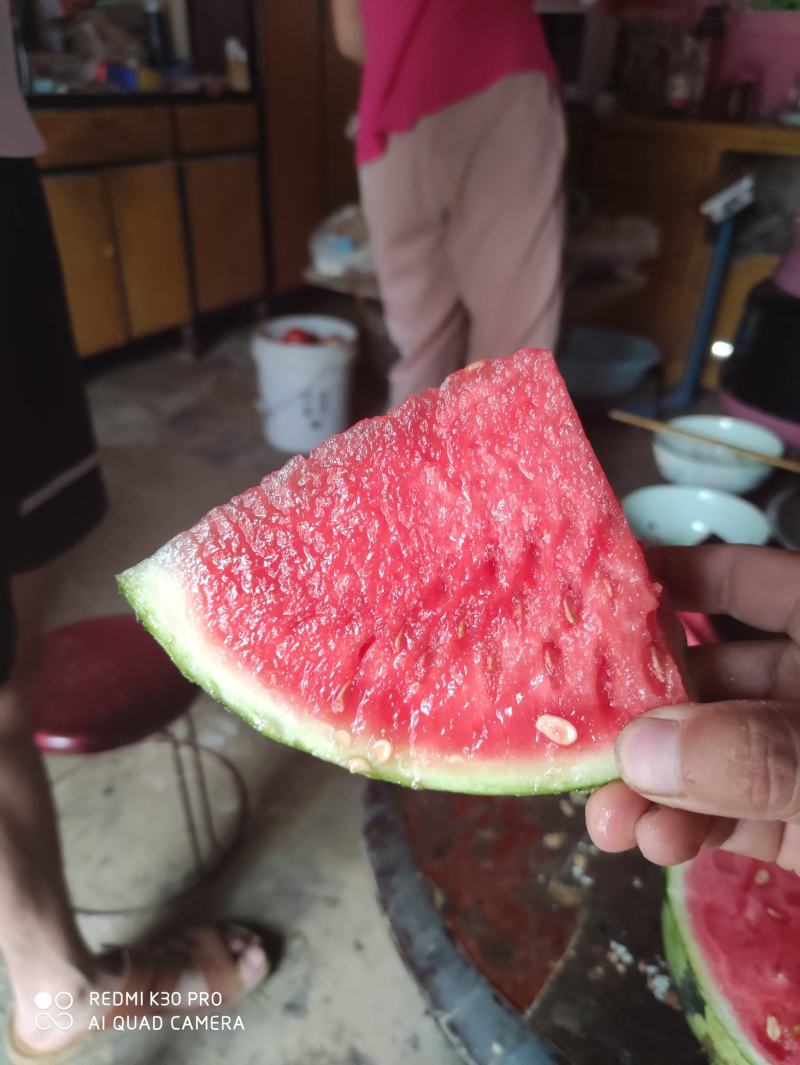 8424，美都，大棚西瓜己上市