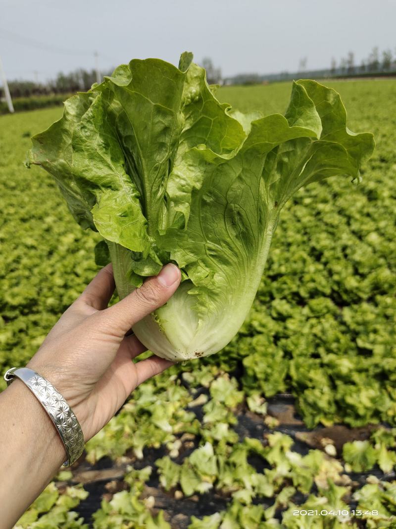 河南南阳露天精品意大利生菜基地直供保证质量