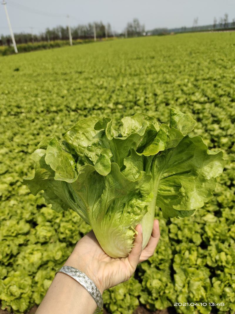 河南南阳露天精品意大利生菜基地直供保证质量