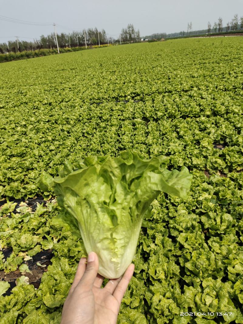 河南南阳露天精品意大利生菜基地直供保证质量