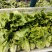 河南南阳露天精品意大利生菜基地直供保证质量