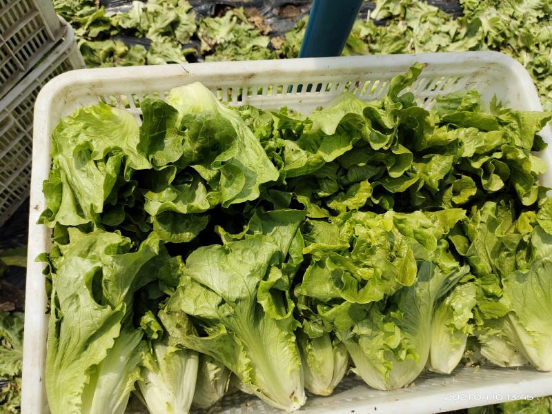 河南南阳露天精品意大利生菜基地直供保证质量