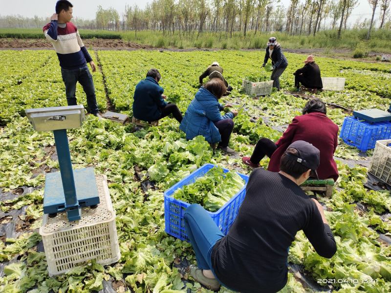 河南南阳露天精品意大利生菜基地直供保证质量