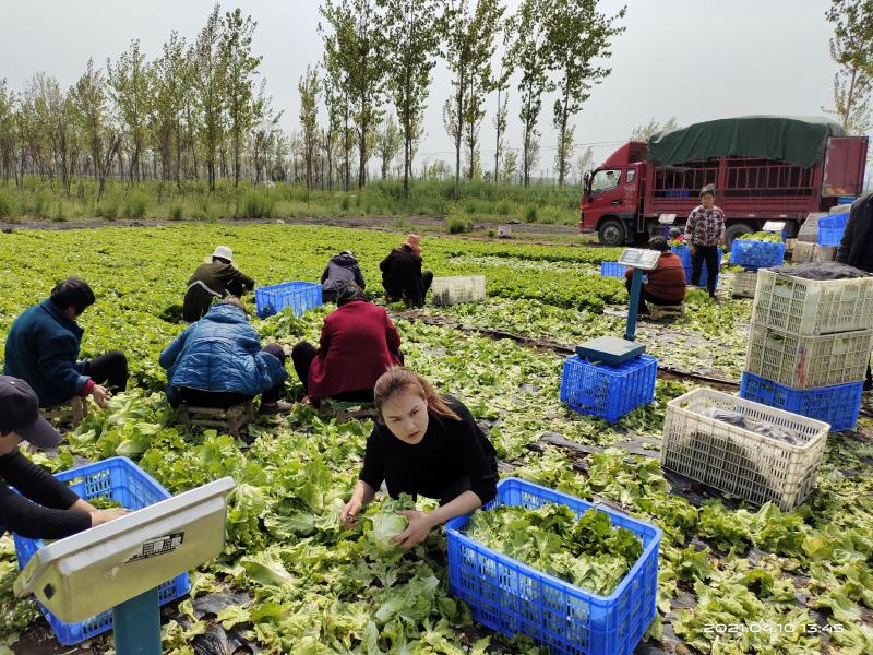 河南南阳露天精品意大利生菜基地直供保证质量