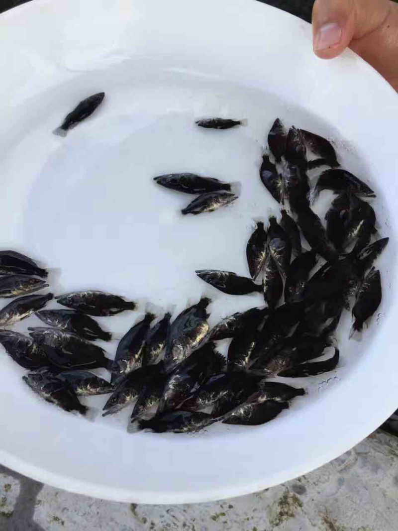 【桂花鱼苗】鳜鱼苗、优质鱼苗、大量出售、欢迎定购