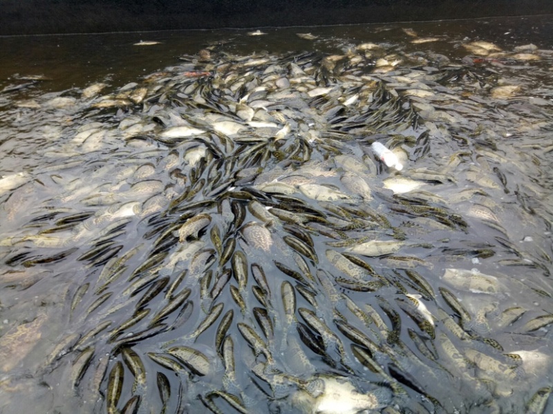 【桂花鱼苗】鳜鱼苗、优质鱼苗、大量出售、欢迎定购