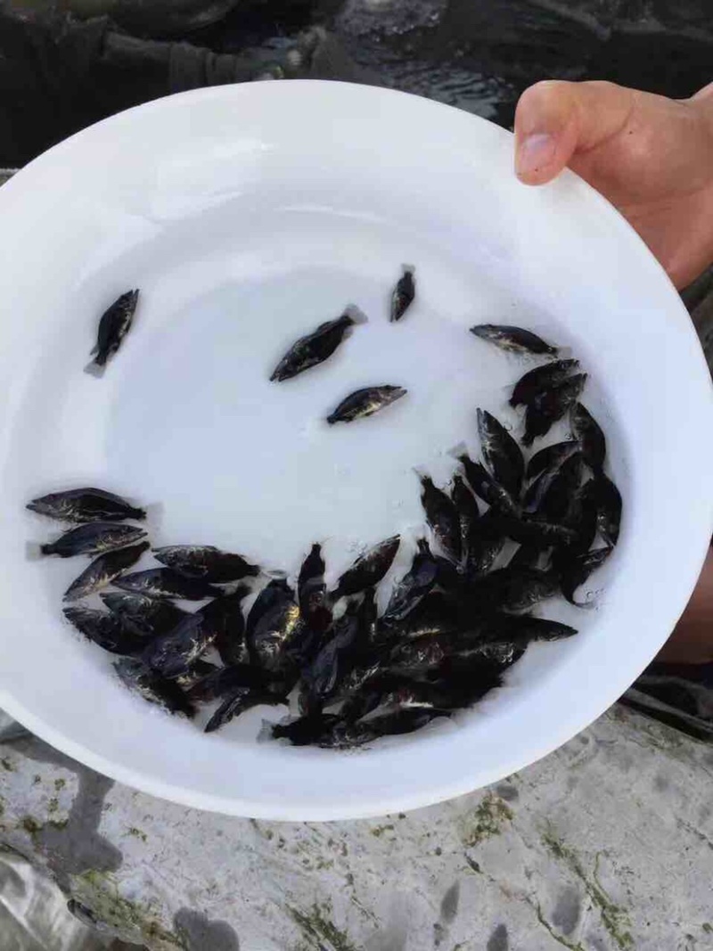 【桂花鱼苗】鳜鱼苗、优质鱼苗、大量出售、欢迎定购